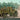 IBG Models 1/72 IBG Chevrolet C.15A No.11 Cab Personnel Lorry ( 2H1 composite wood & steel body)