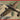 IBG Models 1/72 IBG PZL.37 B I Los - Polish Medium Bomber -